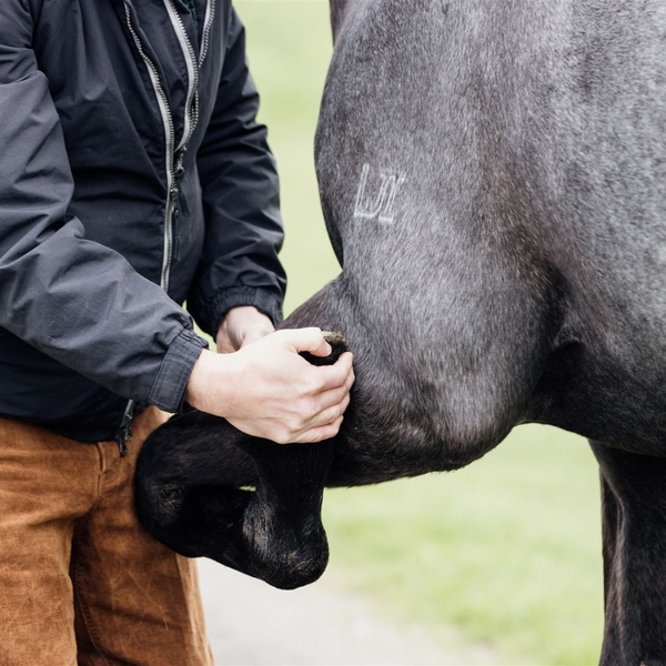 Flexion Tests Why do we do it?⁠ Racetrack Veterinary Services