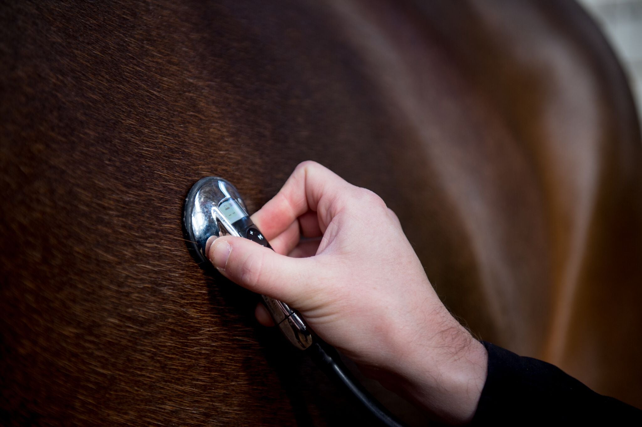10 Tips for preventing colic Racetrack Veterinary Services