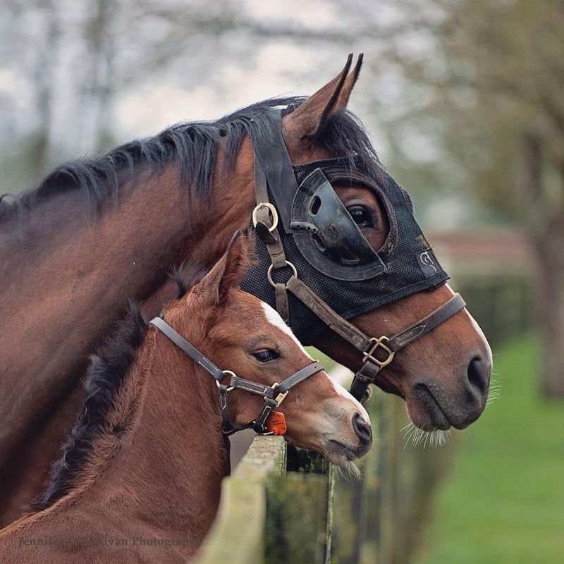 The Equilume Mask