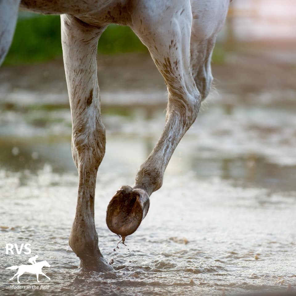 How to treat a hoof abscess?