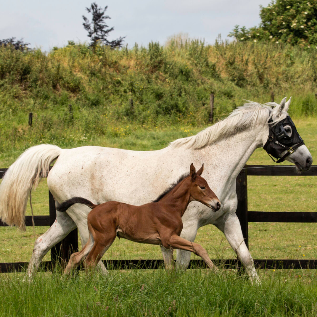 Why do you need a Belfield Mask this breeding season?