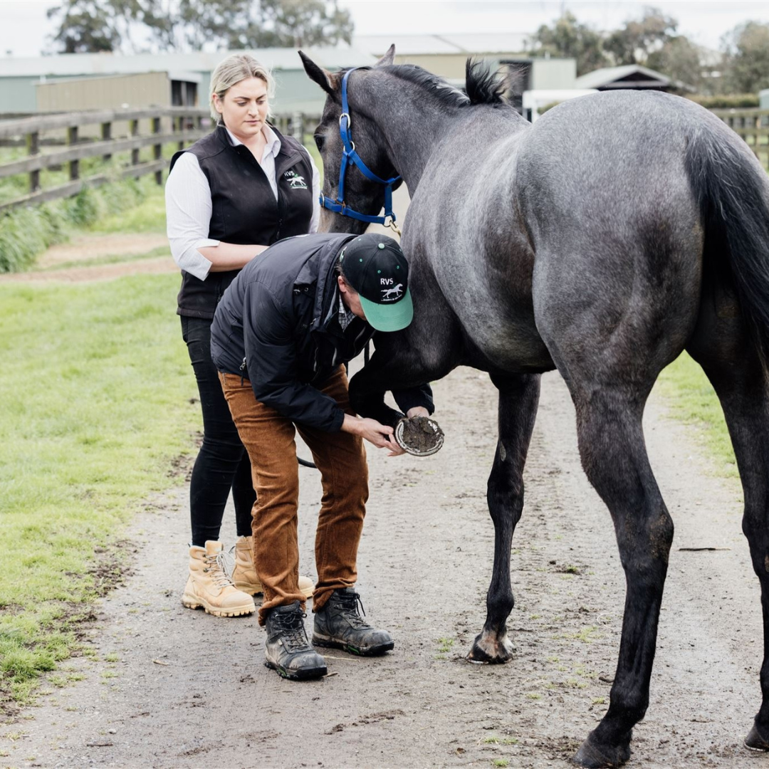 How do we Diagnose Arthritis? Racetrack Veterinary Services