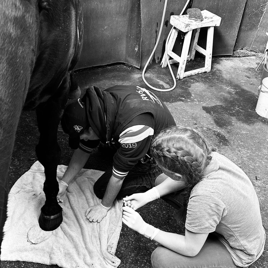 How does Navicular Disease affect your horse?