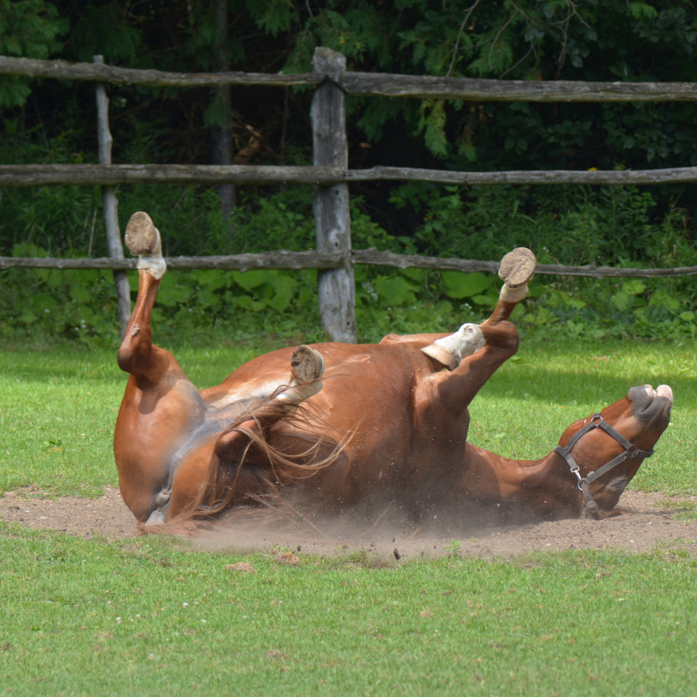 What should I do if my horse is colicing whilst I wait for the vet?⁠