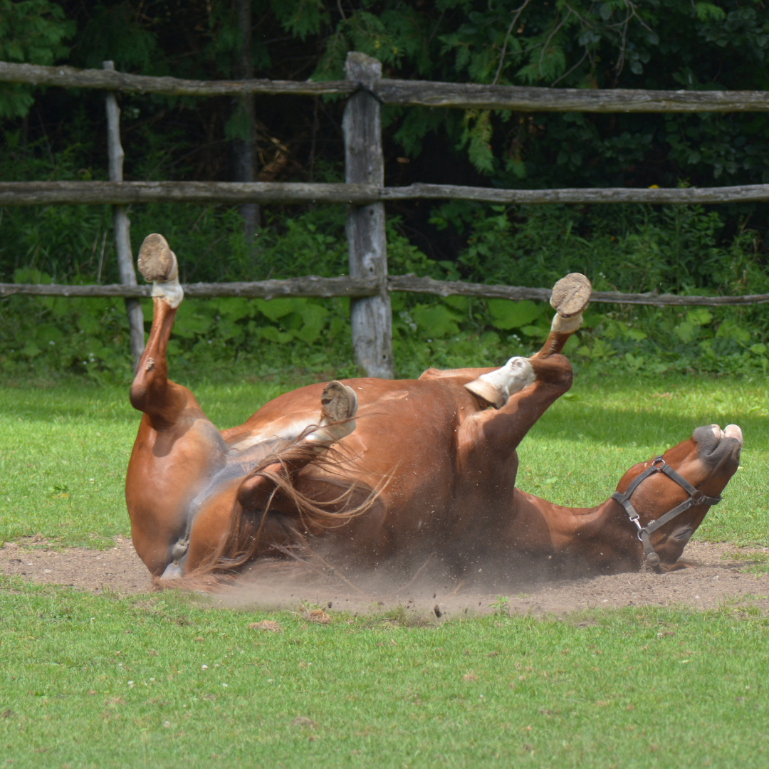 What should I do if my horse is colicing whilst I wait for the vet?⁠