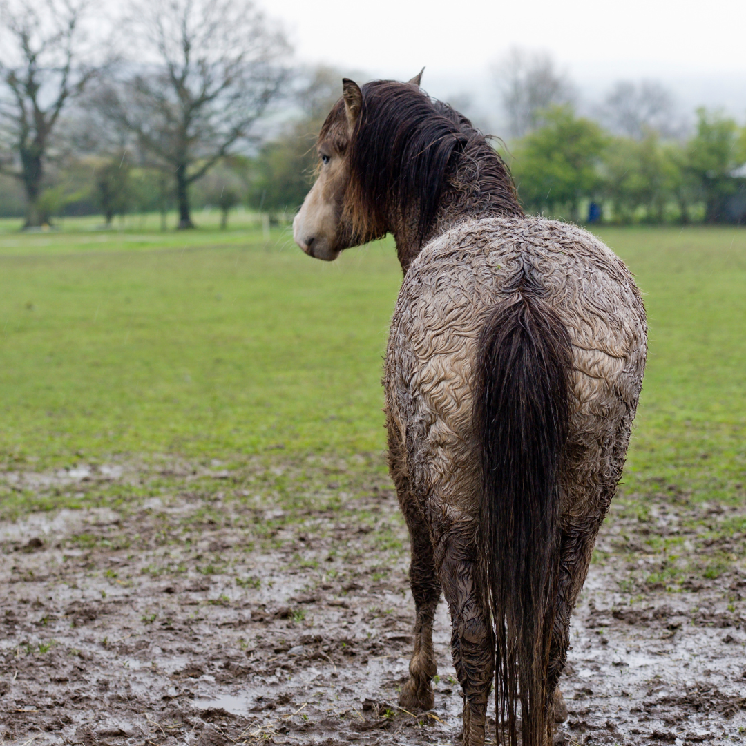 How to care for your horse during Winter