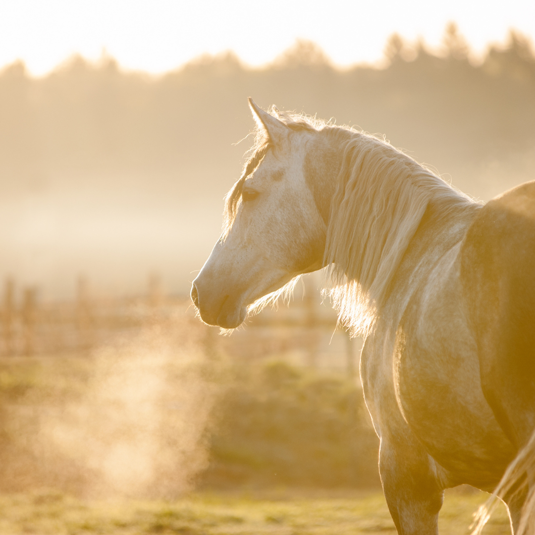 Equine Asthma