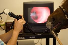 Equine Gastric Ulcer Syndrome