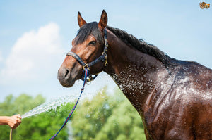 Care of your horse in hot weather