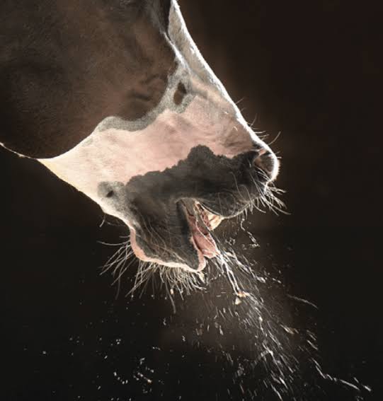 Inflammatory Airway Disease - The Coughing Horse