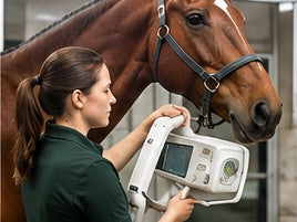 Diagnostic Imaging (Radiographs, Ultrasounds)