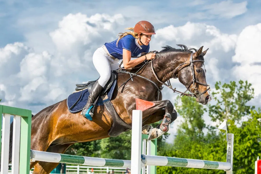 Performance and Sport Horse PPEs